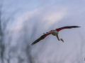 Camargue/Flamant Rose