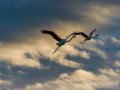 Camargue/Flamant Rose