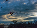 Camargue/Flamant Rose