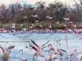 Camargue/Flamant Rose