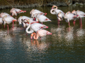 Camargue/Flamant Rose