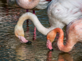 Camargue/Flamant Rose