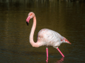Camargue/Flamant Rose