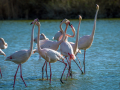 Camargue/Flamant Rose