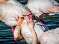 Camargue/Flamant Rose