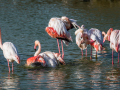 Camargue/Flamant Rose
