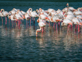 Camargue/Flamant Rose