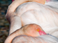 Camargue/Flamant Rose