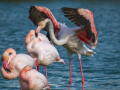 Camargue/Flamant Rose