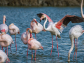 Camargue/Flamant Rose