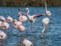 Camargue/Flamant Rose