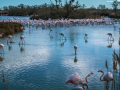 Camargue/Flamant Rose
