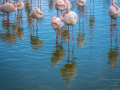 Camargue/Flamant Rose