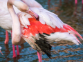 Camargue/Flamant Rose