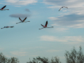 Camargue/Flamant Rose