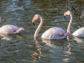 Camargue/Flamant Rose