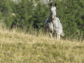Chevaux/Ceillac/montagne