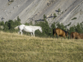 Chevaux/Ceillac/montagne