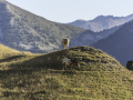 Chevaux/Ceillac/montagne