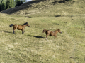 Chevaux/Ceillac/montagne