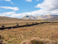 Connemara