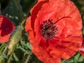 Coquelicot, rouge