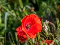 Coquelicot, rouge