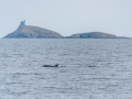Corse/Rorqual