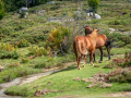 Plateau du Cuscionu/Corse