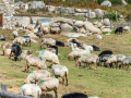 Plateau du Cuscionu/Corse