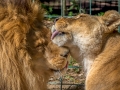 Lion Lionne