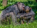 Chimpanze