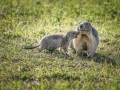 Marmottes / La Plagne