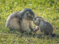 Marmottes / La Plagne