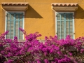 Bougainvilliers