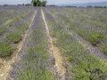 Buoux/lavande