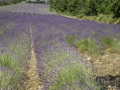 Buoux/lavande
