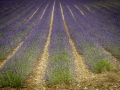 Buoux/lavande
