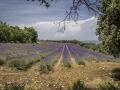Buoux/lavande