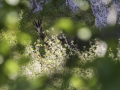 Chamois/Ste Beaume