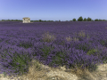 Lavande/Valensole