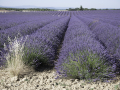 Lavande/Valensole
