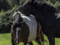 Cheval