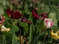 DSC_1326.jpg