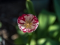 DSC_1339.jpg