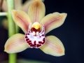 Orchidées
