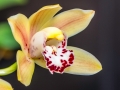 Orchidées