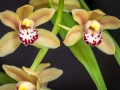 Orchidées
