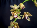 Orchidées
