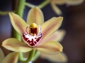 Orchidées